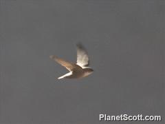 Ptyonoprogne
