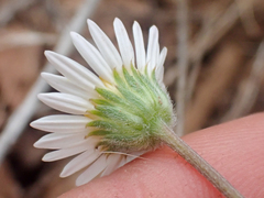 Erigeron eatonii