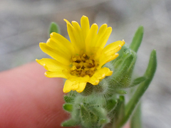 Madia citriodora