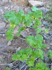 Ribes viscosissimum