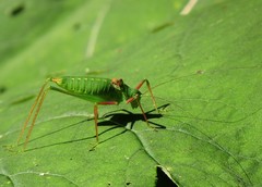 Poecilimon schmidtii