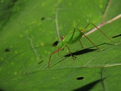 Poecilimon schmidtii