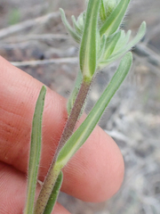 Madia citriodora