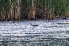 Tringa glareola
