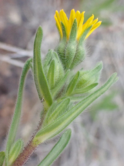 Madia citriodora