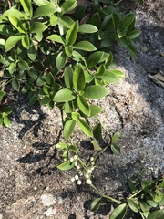 Psychotria serpens