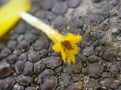 Madia citriodora