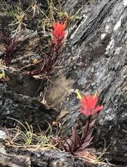Castilleja miniata dixonii