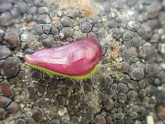 Madia citriodora