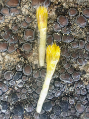 Madia citriodora