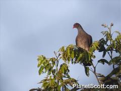 Patagioenas speciosa