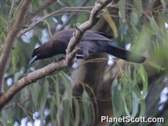 Cyanocorax cyanomelas