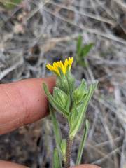 Madia citriodora