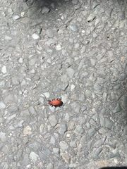 Pyrochroa serraticornis