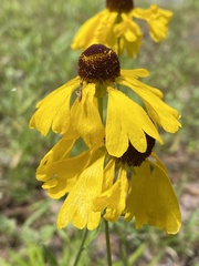 Helenium campestre