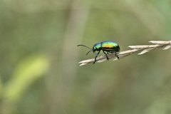 Chrysochus