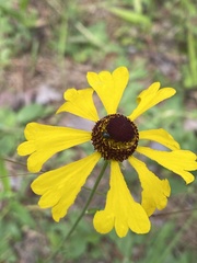 Helenium campestre