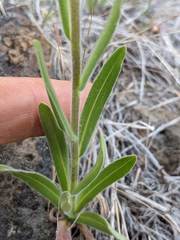 Madia citriodora