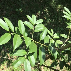 Ilex ficoidea