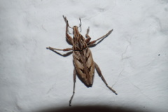 Coniocleonus pseudobliquus