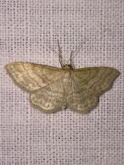 Idaea macilentaria
