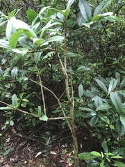 Ilex cinerea