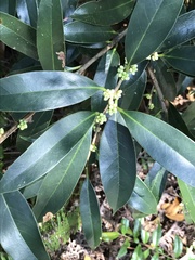 Ilex cinerea