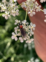 Bibio hortulanus