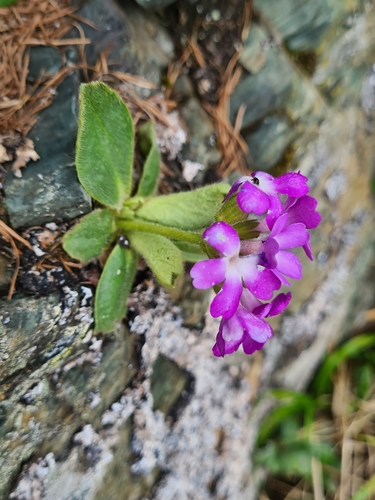 Image of Primula villosa by (c) Jacek Pietruszewski, some rights reserved (CC BY)