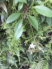 Jasminum lanceolarium