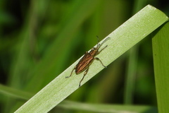 Donacia bicolora