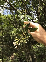 Jasminum lanceolarium