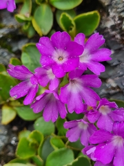Primula villosa