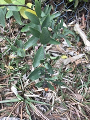 Wikstroemia indica