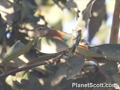 Cantorchilus leucotis