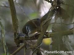 Pheugopedius genibarbis