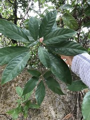 Heptapleurum heptaphyllum