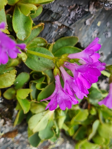 Image of Primula villosa by (c) Jacek Pietruszewski, some rights reserved (CC BY)