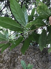 Heptapleurum heptaphyllum