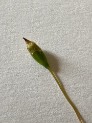 Polytrichum pallidisetum