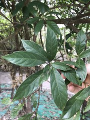 Heptapleurum heptaphyllum