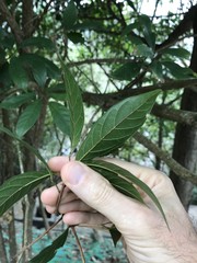 Heptapleurum heptaphyllum