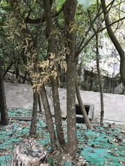 Heptapleurum heptaphyllum