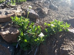 Valeriana californica