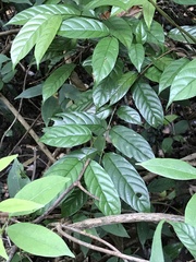 Maesa japonica