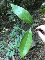 Maesa japonica