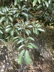 Maesa japonica