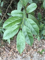 Maesa japonica