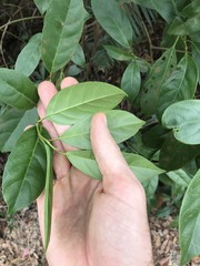 Maesa japonica