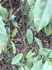 Maesa japonica